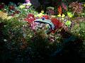 Limace Doris tricolore